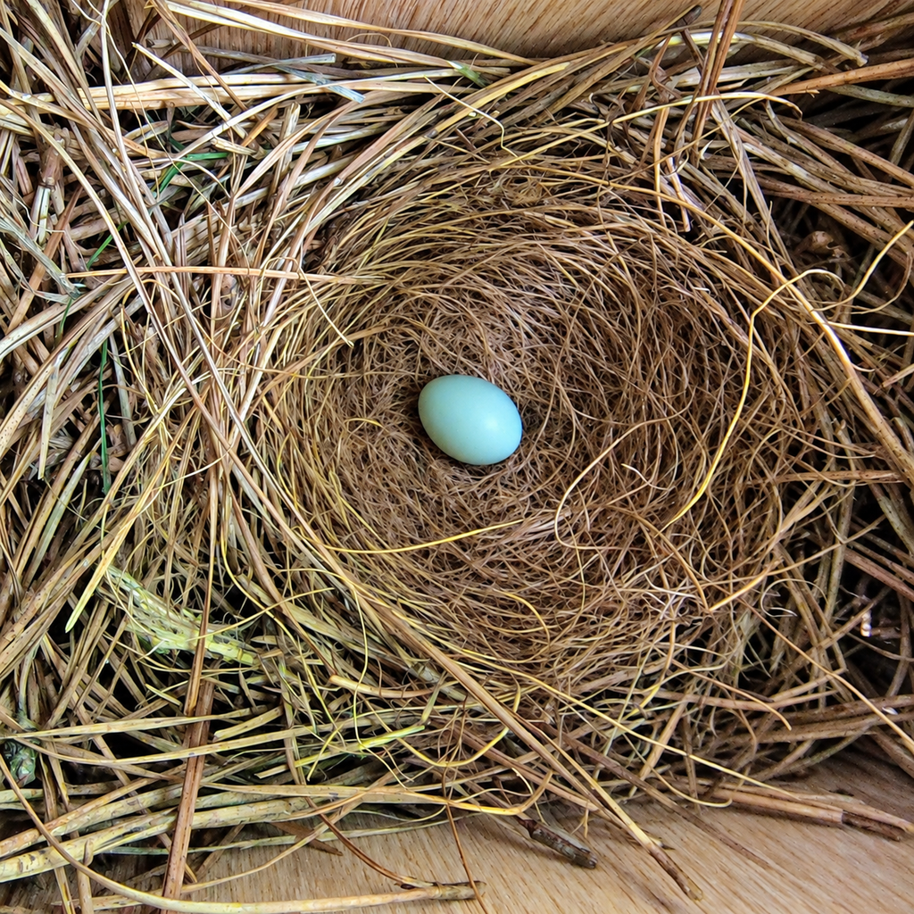 Handcrafted Cedar Bluebird Nest Box